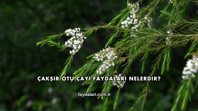 Çakşır Otu Çayı Faydaları Nelerdir?