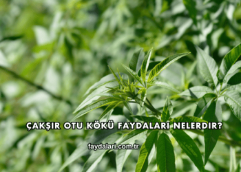 Çakşır Otu Kökü Faydaları Nelerdir?