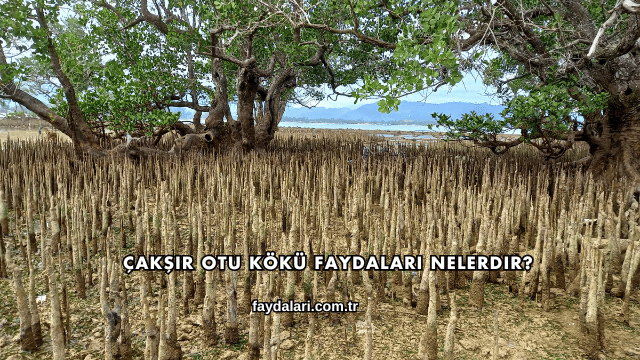 Çakşır Otu Kökü Faydaları Nelerdir?