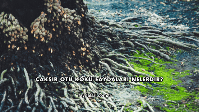 Çakşır Otu Kökü Faydaları Nelerdir?