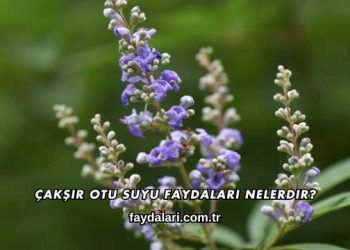 Çakşır Otu Suyu Faydaları Nelerdir?