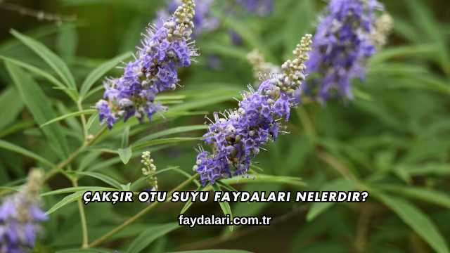Çakşır Otu Suyu Faydaları Nelerdir?