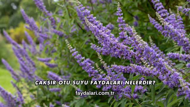 Çakşır Otu Suyu Faydaları Nelerdir?