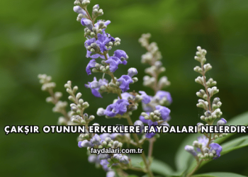 Çakşır Otunun Erkeklere Faydaları Nelerdir?