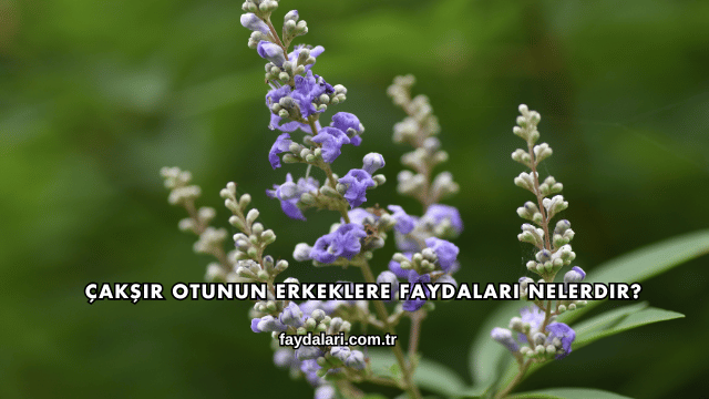 Çakşır Otunun Erkeklere Faydaları Nelerdir?