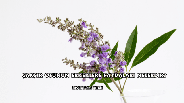 Çakşır Otunun Erkeklere Faydaları Nelerdir?