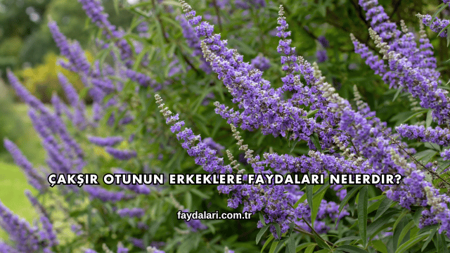 Çakşır Otunun Erkeklere Faydaları Nelerdir?