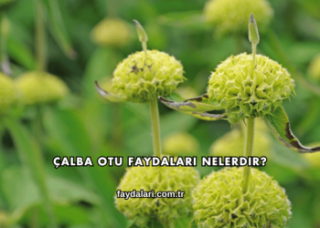 Çalba Otu Faydaları Nelerdir?