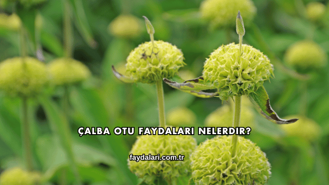 Çalba Otu Faydaları Nelerdir?