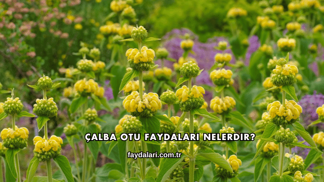 Çalba Otu Faydaları Nelerdir?