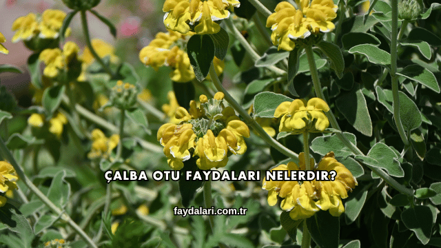 Çalba Otu Faydaları Nelerdir?