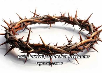 Çaltı Dikeni Faydaları Nelerdir?