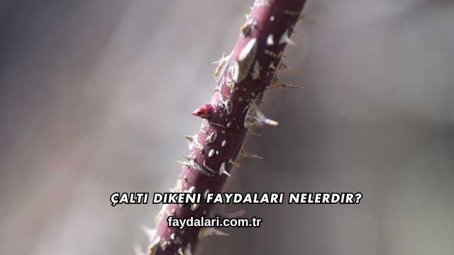 Çaltı Dikeni Faydaları Nelerdir?