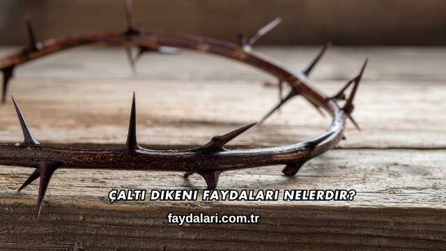 Çaltı Dikeni Faydaları Nelerdir?