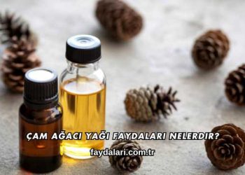 Çam Ağacı Yağı Faydaları Nelerdir?