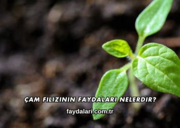 Çam Filizinin Faydaları Nelerdir?