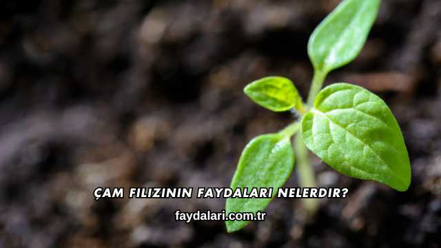 Çam Filizinin Faydaları Nelerdir?