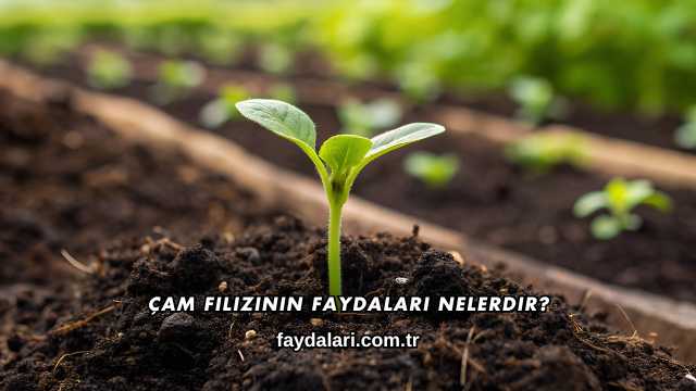 Çam Filizinin Faydaları Nelerdir?