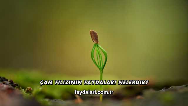 Çam Filizinin Faydaları Nelerdir?
