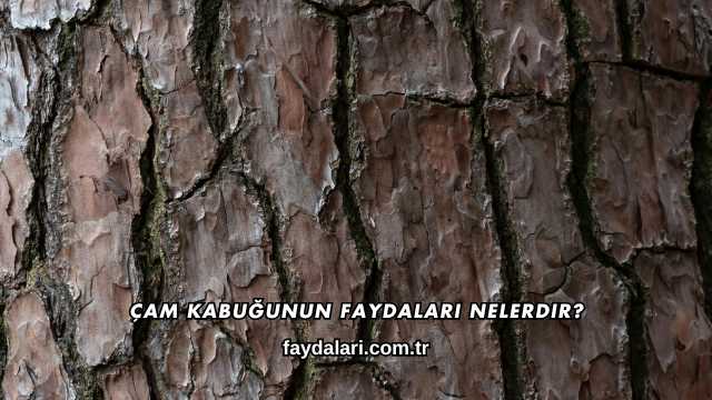 Çam Kabuğunun Faydaları Nelerdir?