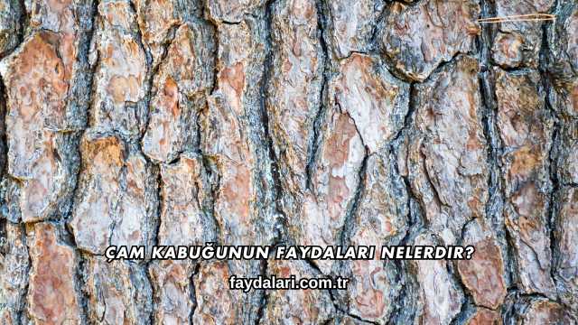 Çam Kabuğunun Faydaları Nelerdir?