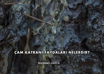 Çam Katranı Faydaları Nelerdir?