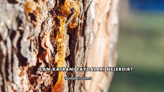 Çam Katranı Faydaları Nelerdir?