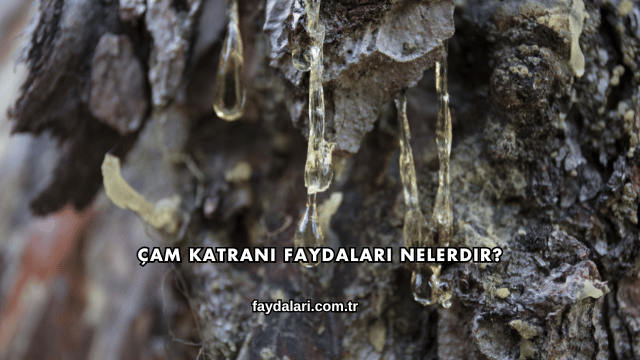 Çam Katranı Faydaları Nelerdir?