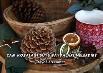 Çam Kozalağı Suyu Faydaları Nelerdir?
