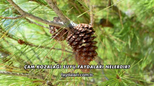 Çam Kozalağı Suyu Faydaları Nelerdir?