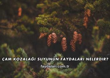 Çam Kozalağı Suyunun Faydaları Nelerdir?