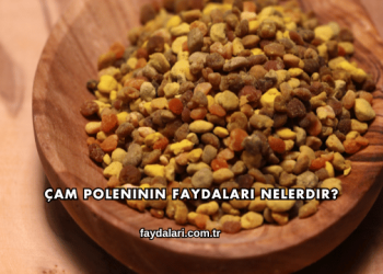 Çam Poleninin Faydaları Nelerdir?