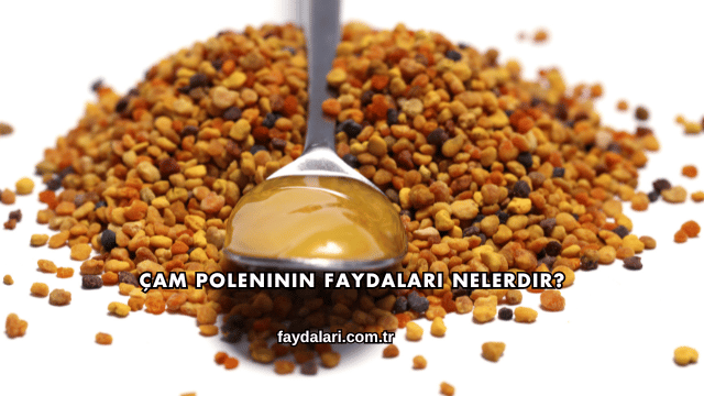 Çam Poleninin Faydaları Nelerdir?