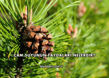 Çam Suyunun Faydaları Nelerdir?