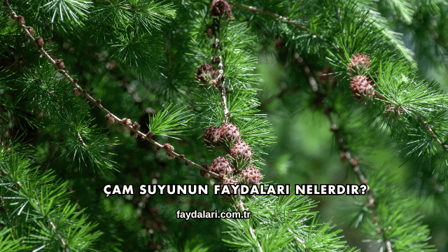 Çam Suyunun Faydaları Nelerdir?