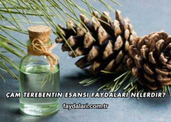 Çam Terebentin Esansı Faydaları Nelerdir?