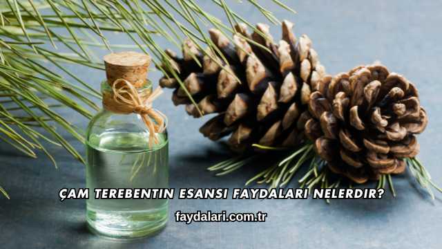 Çam Terebentin Esansı Faydaları Nelerdir?