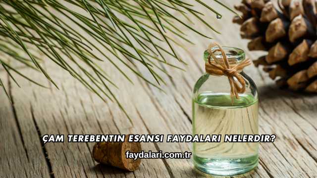 Çam Terebentin Esansı Faydaları Nelerdir?