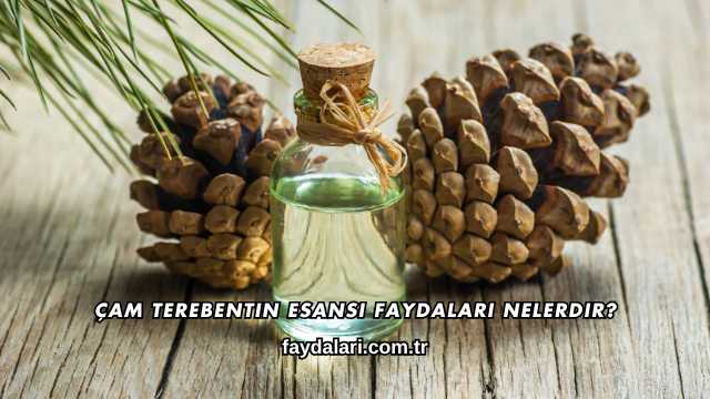 Çam Terebentin Esansı Faydaları Nelerdir?