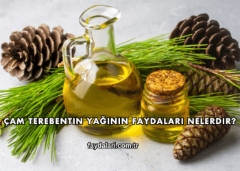 Çam Terebentin Yağının Faydaları Nelerdir?