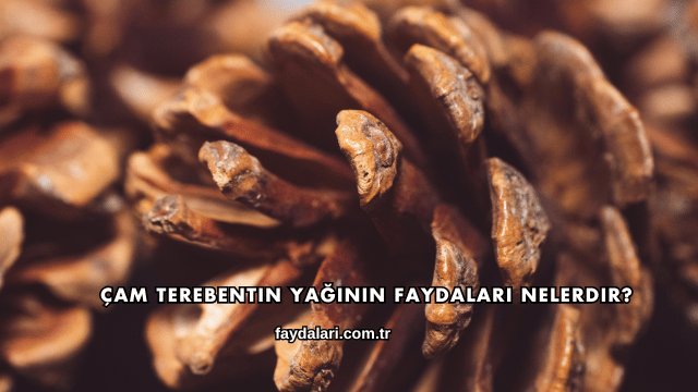 Çam Terebentin Yağının Faydaları Nelerdir?