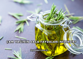 Çam Yağının Saça Faydaları Nelerdir?