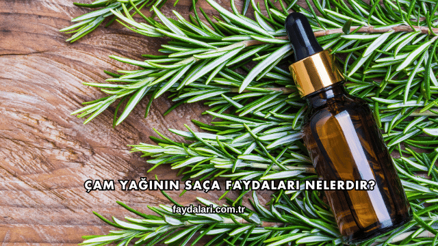 Çam Yağının Saça Faydaları Nelerdir?