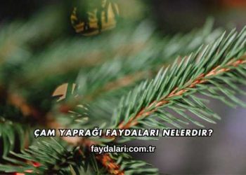 Çam Yaprağı Faydaları Nelerdir?