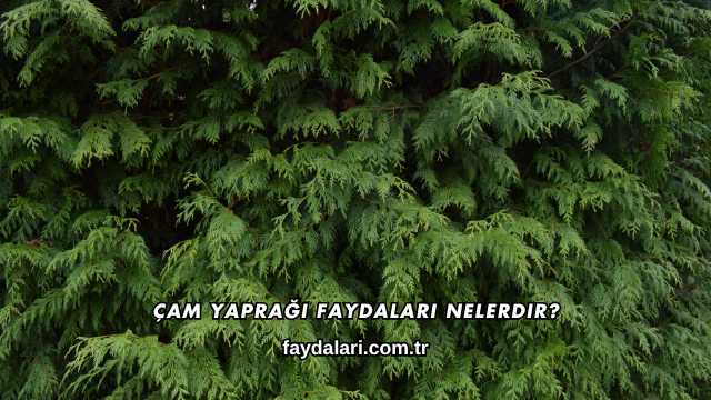 Çam Yaprağı Faydaları Nelerdir?