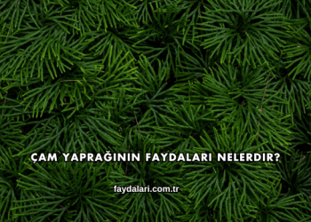 Çam Yaprağının Faydaları Nelerdir?