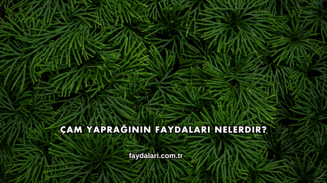 Çam Yaprağının Faydaları Nelerdir?
