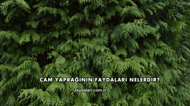 Çam Yaprağının Faydaları Nelerdir?