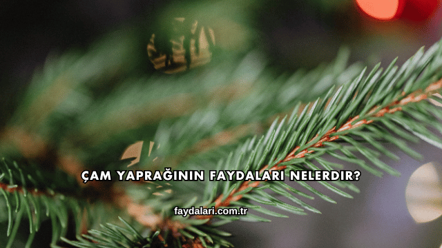 Çam Yaprağının Faydaları Nelerdir?