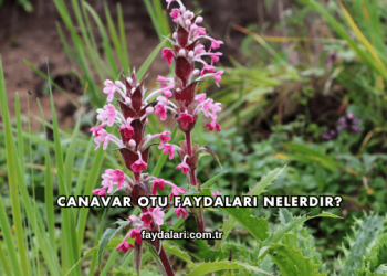 Canavar Otu Faydaları Nelerdir?